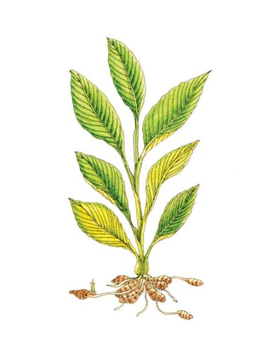 Herb Profile: Turmeric Plant | Curcuma Longa